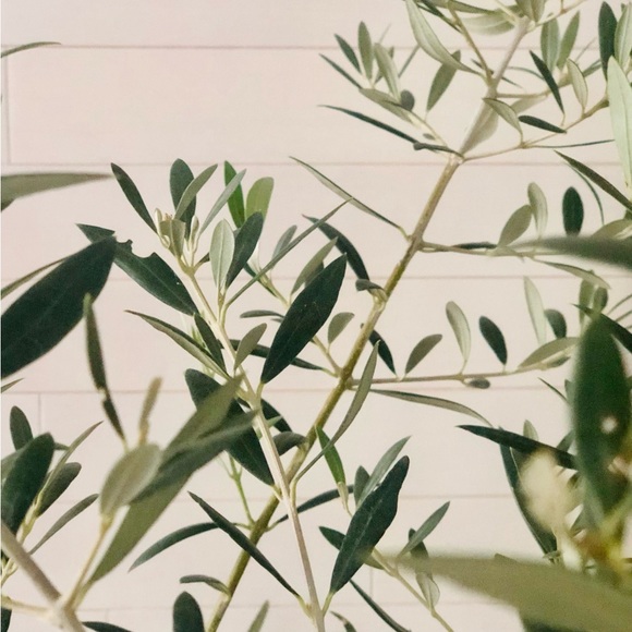 Olive Tree 'Arbequina' - Live Starter Plant 6-10"+ Tall - Picture 3 of 4